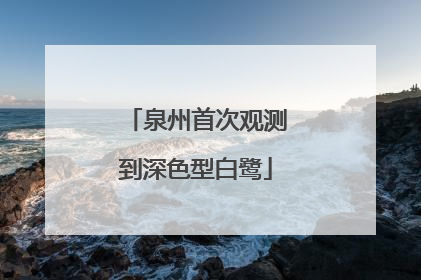 泉州首次观测到深色型白鹭